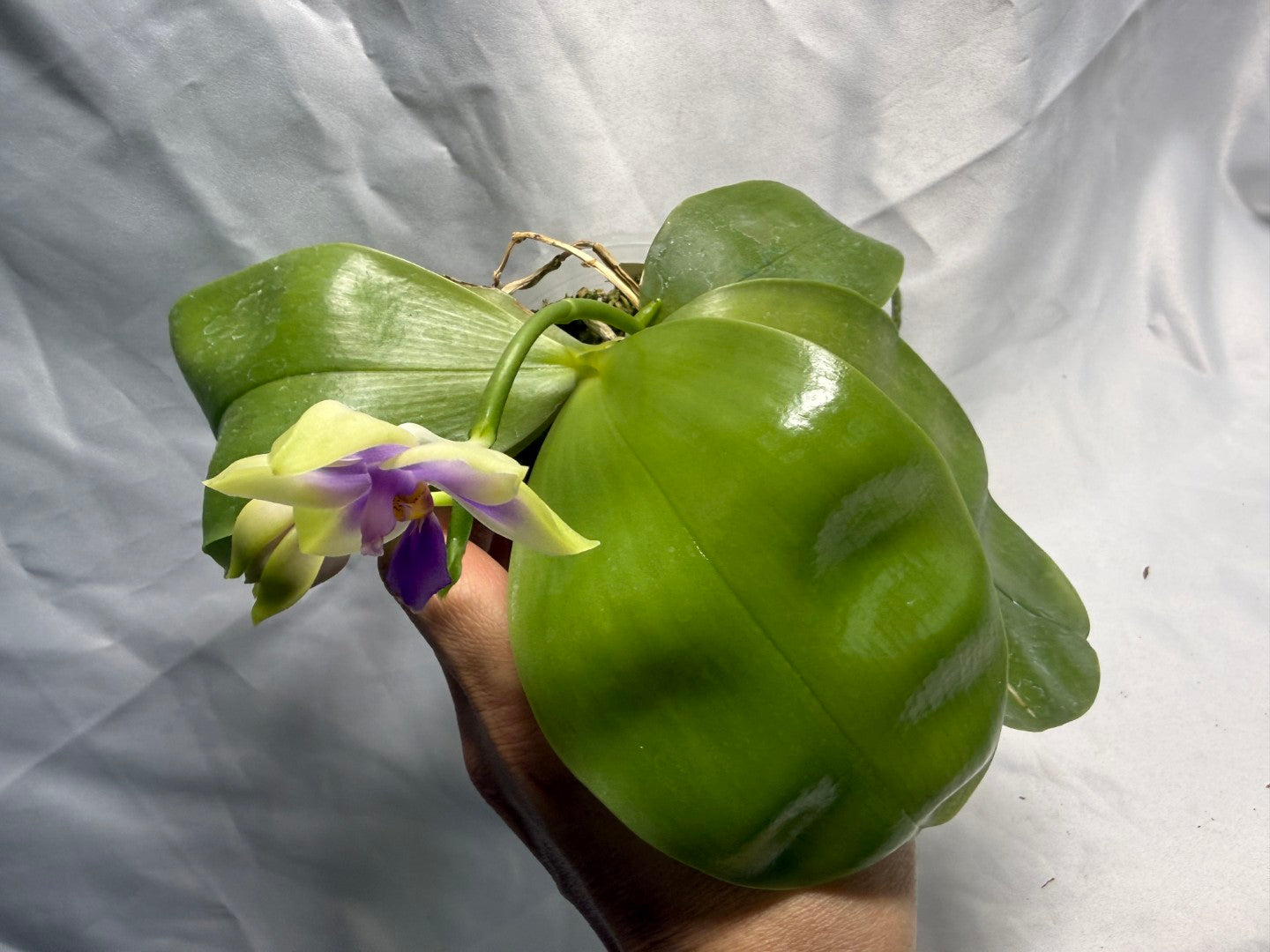 Phalaenopsis SWR GV Bell - Seed Grown 260531 Flowering