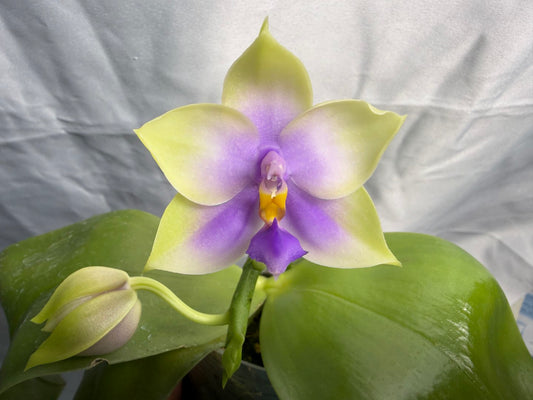 Phalaenopsis SWR GV Bell - Seed Grown 260531 Flowering