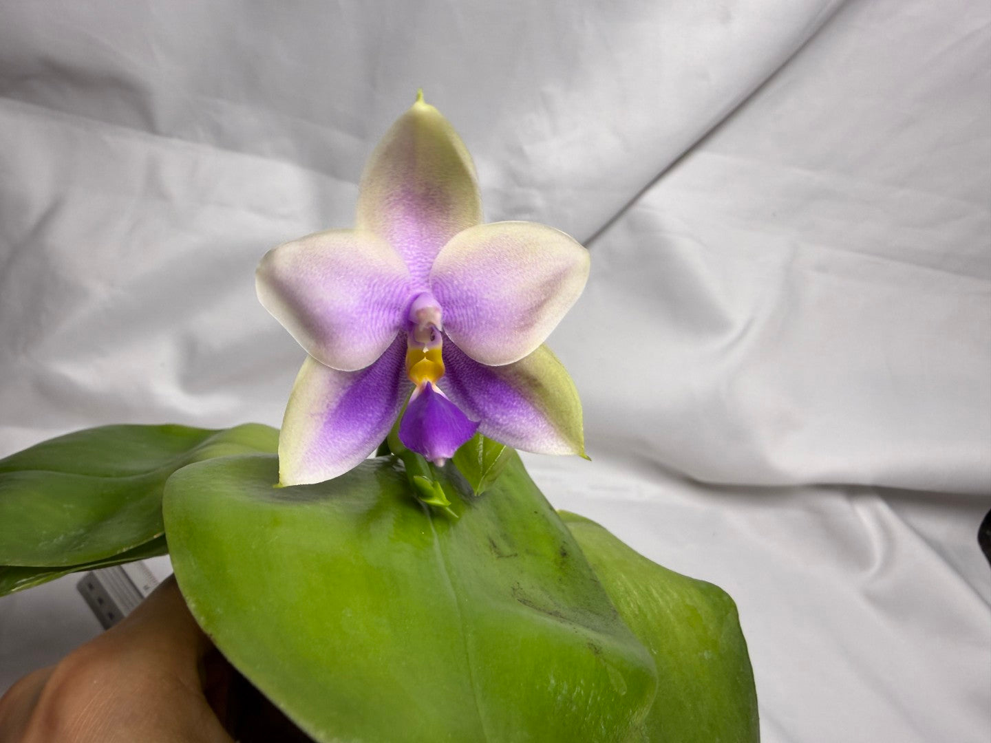 Phalaenopsis SWR GV Bell - Seed Grown 260614 Flowering 2 spikes