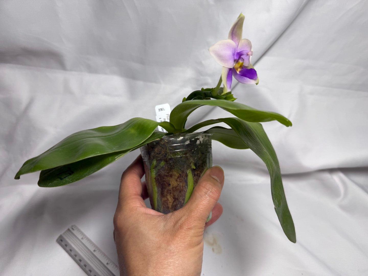 Phalaenopsis SWR GV Bell - Seed Grown 260614 Flowering 2 spikes