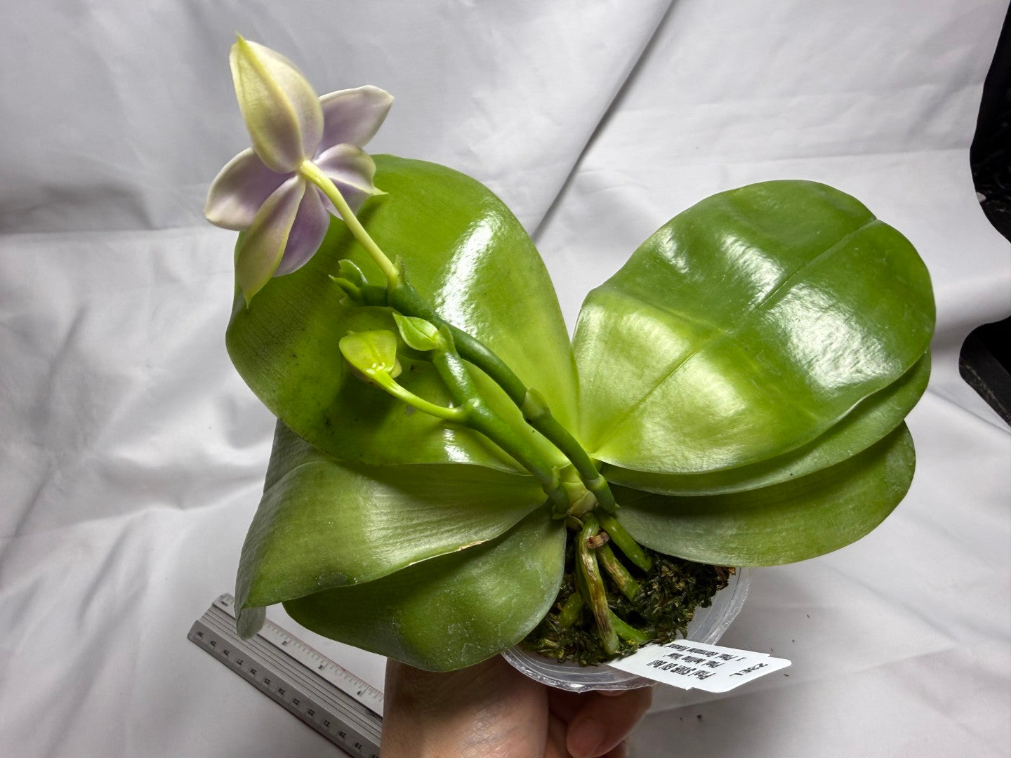 Phalaenopsis SWR GV Bell - Seed Grown 260614 Flowering 2 spikes