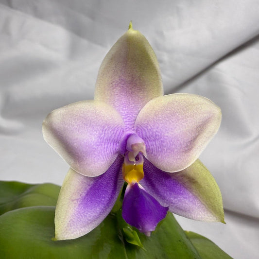 Phalaenopsis SWR GV Bell - Seed Grown 260614 Flowering 2 spikes