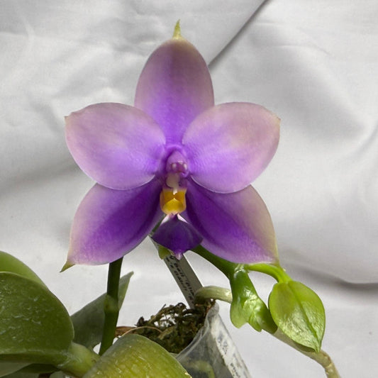 Phalaenopsis SWR GV Bell - Seed Grown 260615 Flowering