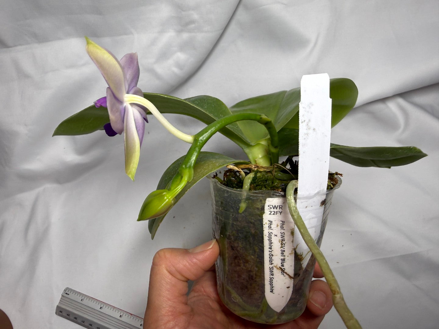 Phalaenopsis SWR GV Bell - Seed Grown 260615 Flowering