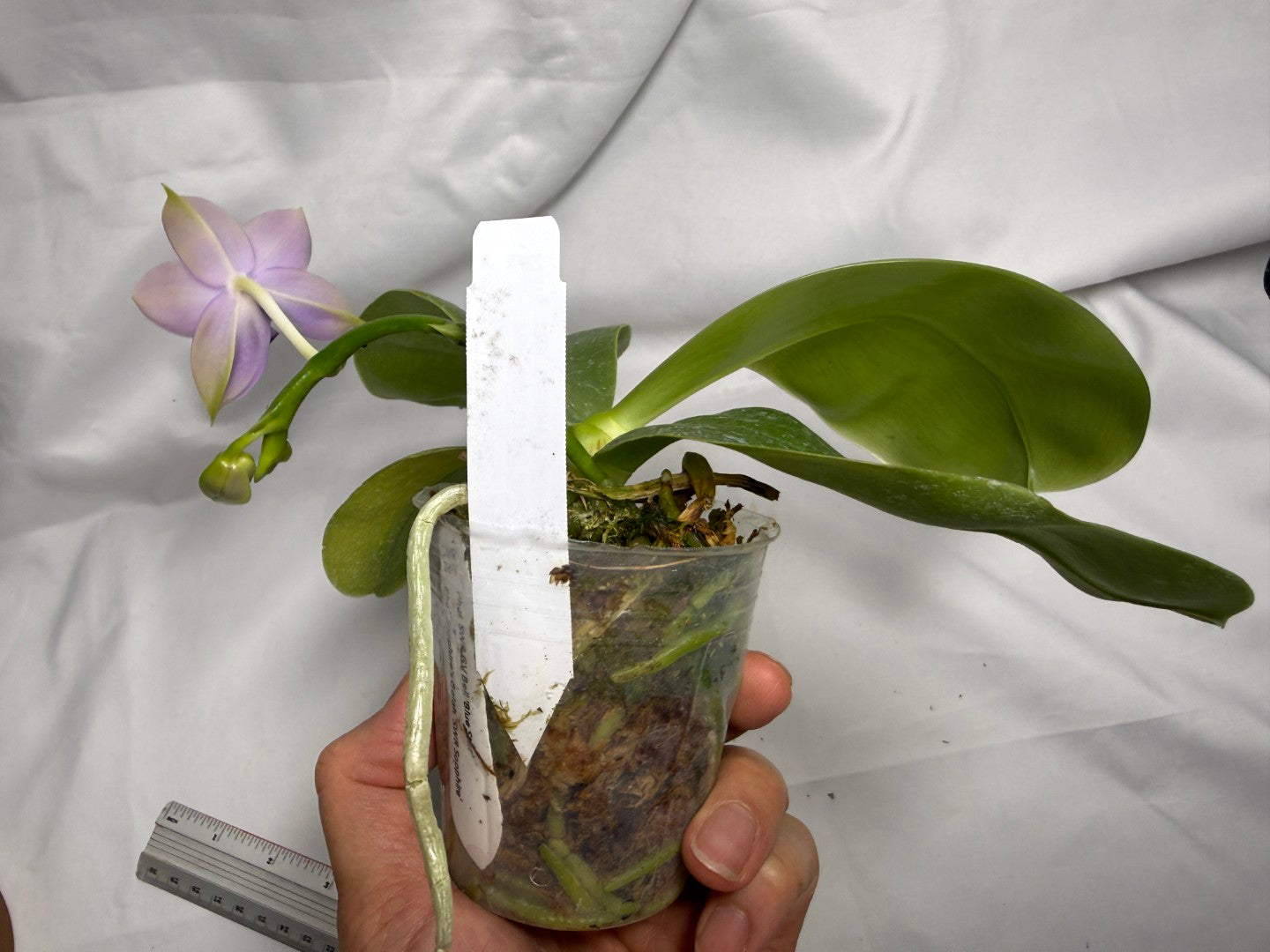 Phalaenopsis SWR GV Bell - Seed Grown 260615 Flowering