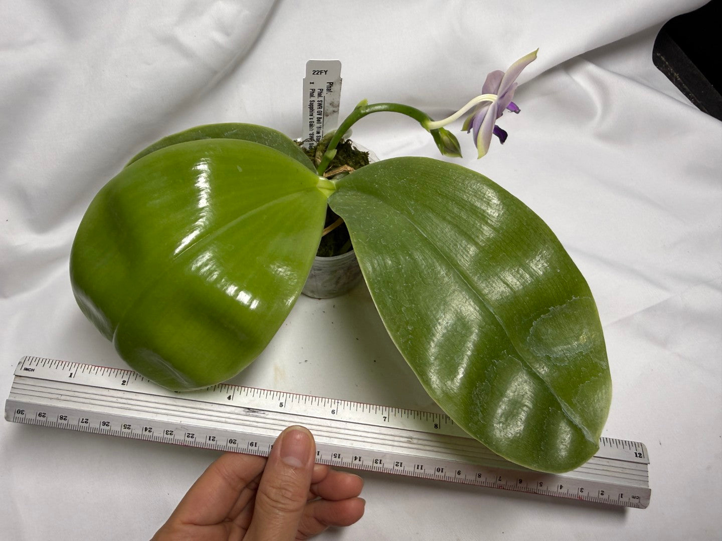 Phalaenopsis SWR GV Bell - Seed Grown 260615 Flowering