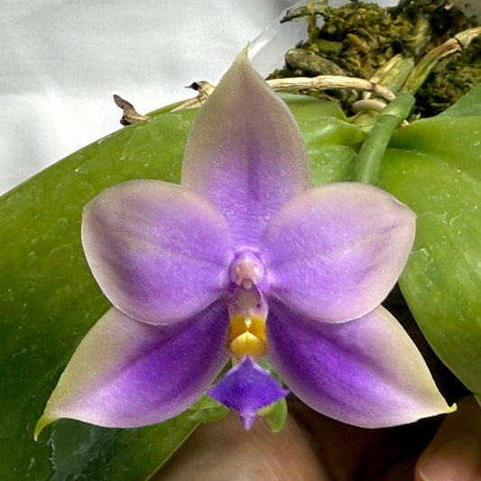 23EL Phalaenopsis SWR GV Bell - Seed Grown 260812 Flowering