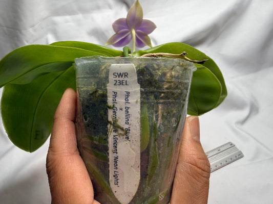 23EL Phalaenopsis SWR GV Bell - Seed Grown 260812 Flowering