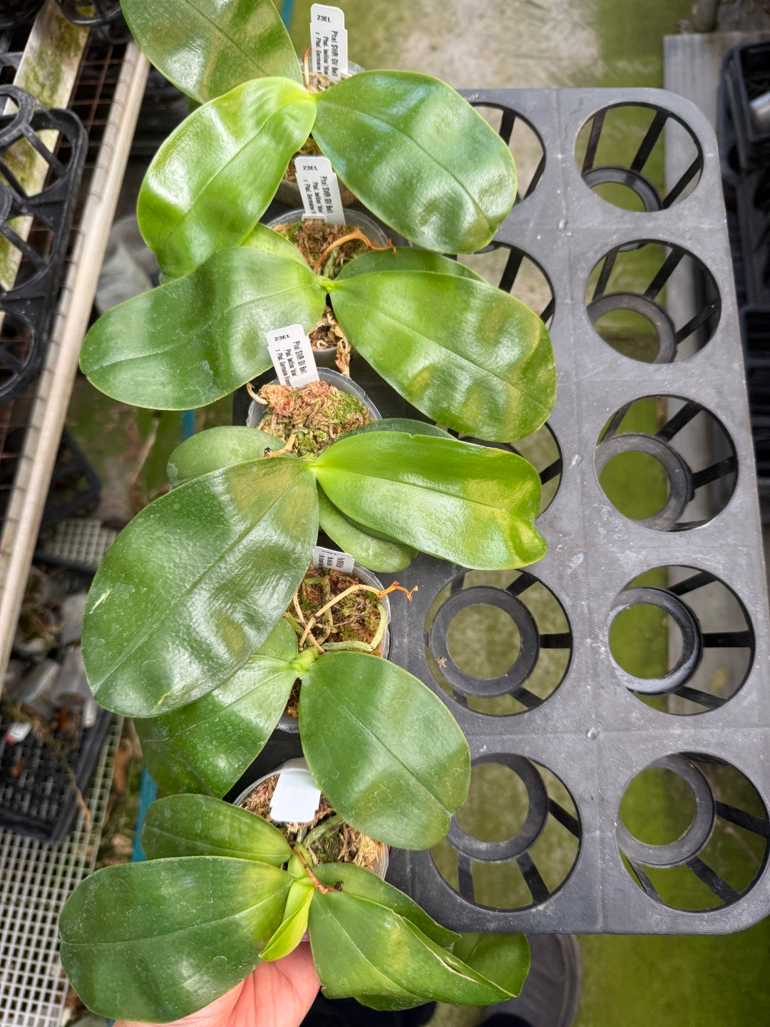Phalaenopsis SWR GV Bell - Seed Grown