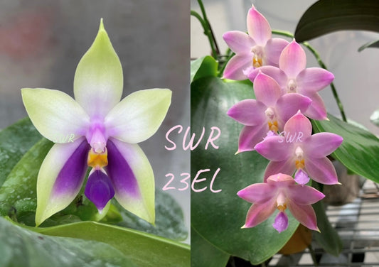 Phalaenopsis bellina 'blue' x Germaine Vincent 'Neon Lights' - Seed Grown