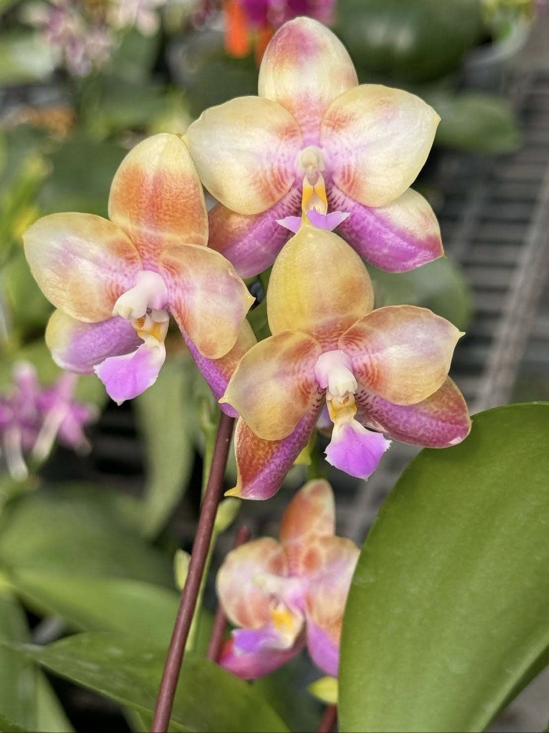 Phalaenopsis (Ho's Kuangfong Glory-Mambo) x Phal Yaphon Golden Waltz 'Clone'