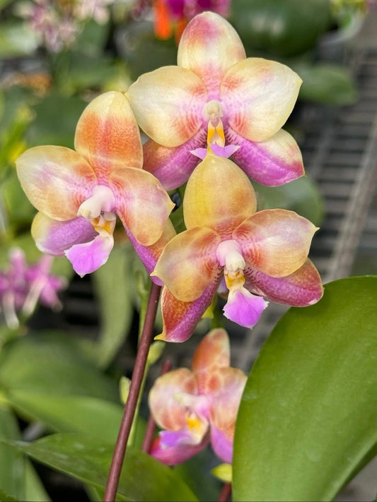 Phalaenopsis (Ho's Khuangfong Glory-Mambo) x Phal Yaphon Golden Waltz 'Clone'