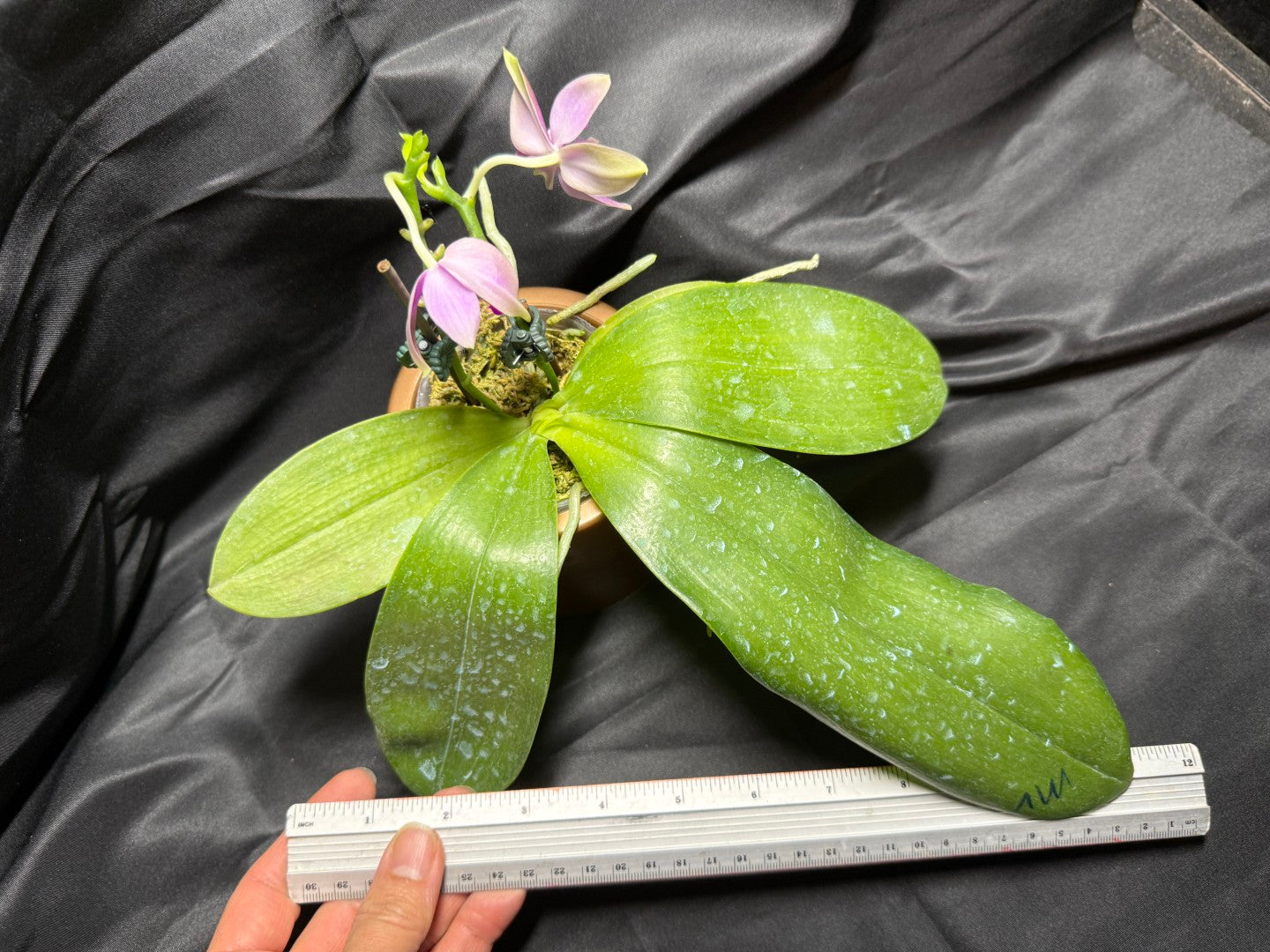 Phalaenopsis Martina Lippold - Seed Grown 260703 Flowering Very Fragrant 2 spikes
