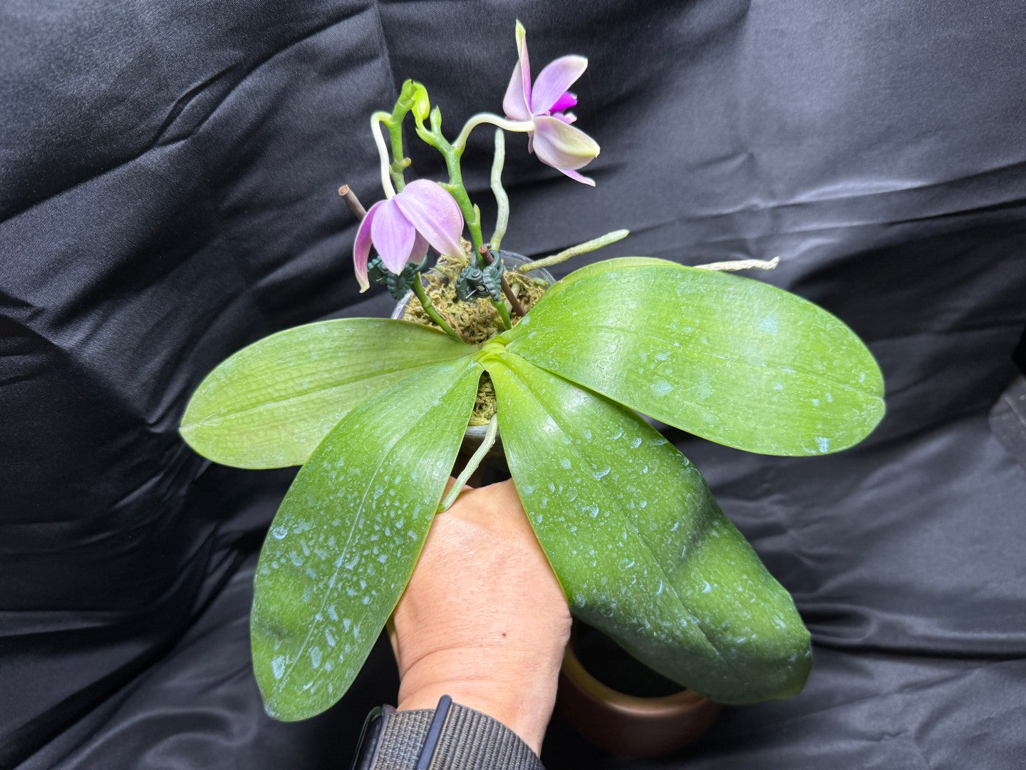 Phalaenopsis Martina Lippold - Seed Grown 260703 Flowering Very Fragrant 2 spikes