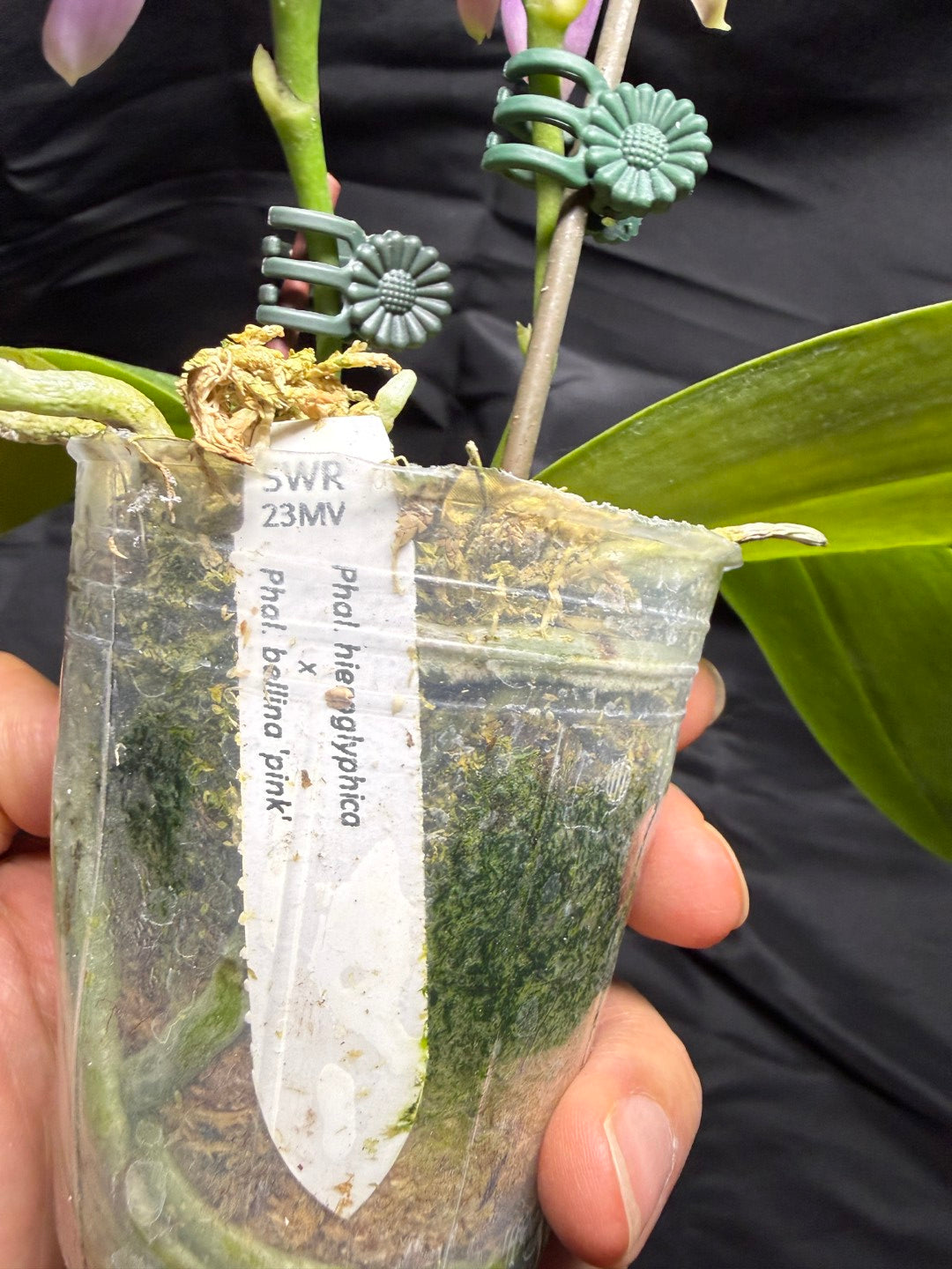Phalaenopsis Martina Lippold - Seed Grown 260703 Flowering Very Fragrant 2 spikes