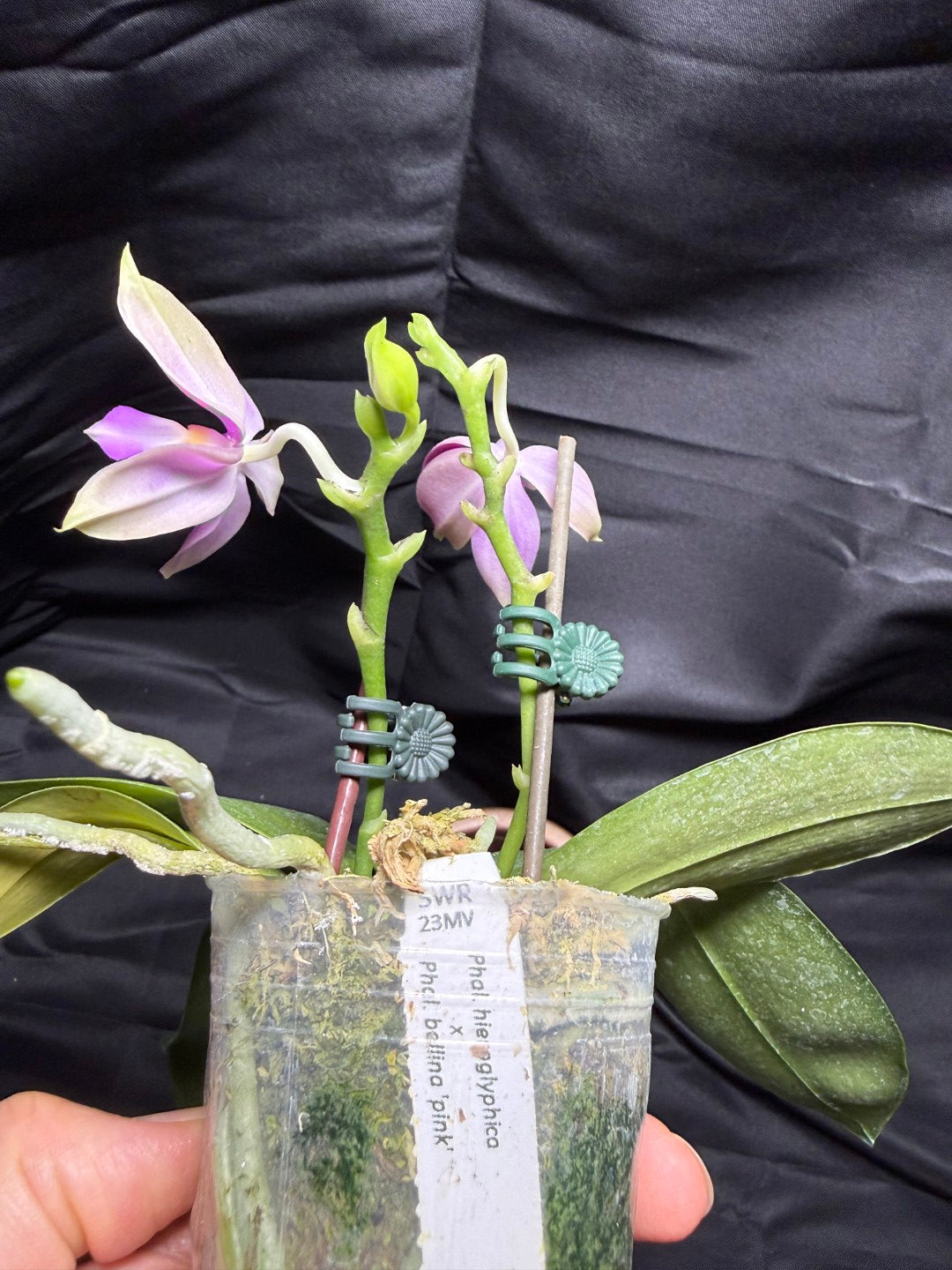 Phalaenopsis Martina Lippold - Seed Grown 260703 Flowering Very Fragrant 2 spikes