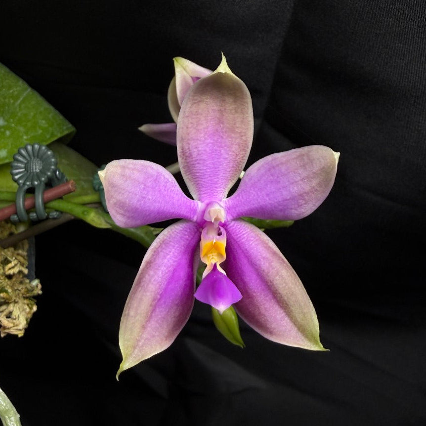 Phalaenopsis Martina Lippold - Seed Grown 260703 Flowering Very Fragrant 2 spikes