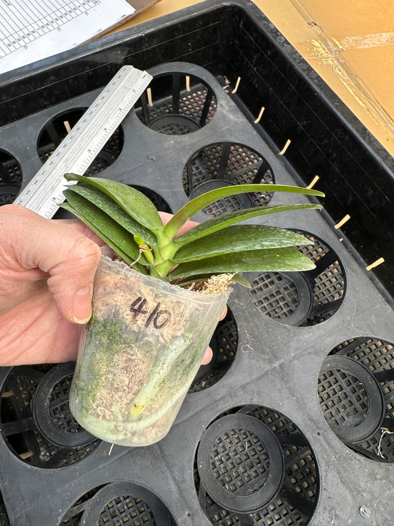 Phalaenopsis Norman's Yellow Batman (peloric) Spiking