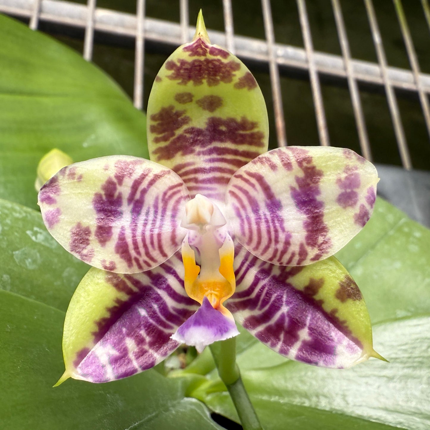 Phalaenopsis (Mainshow Colorful x Mituo Purple Dragon) - QA-023 - Seed Grown