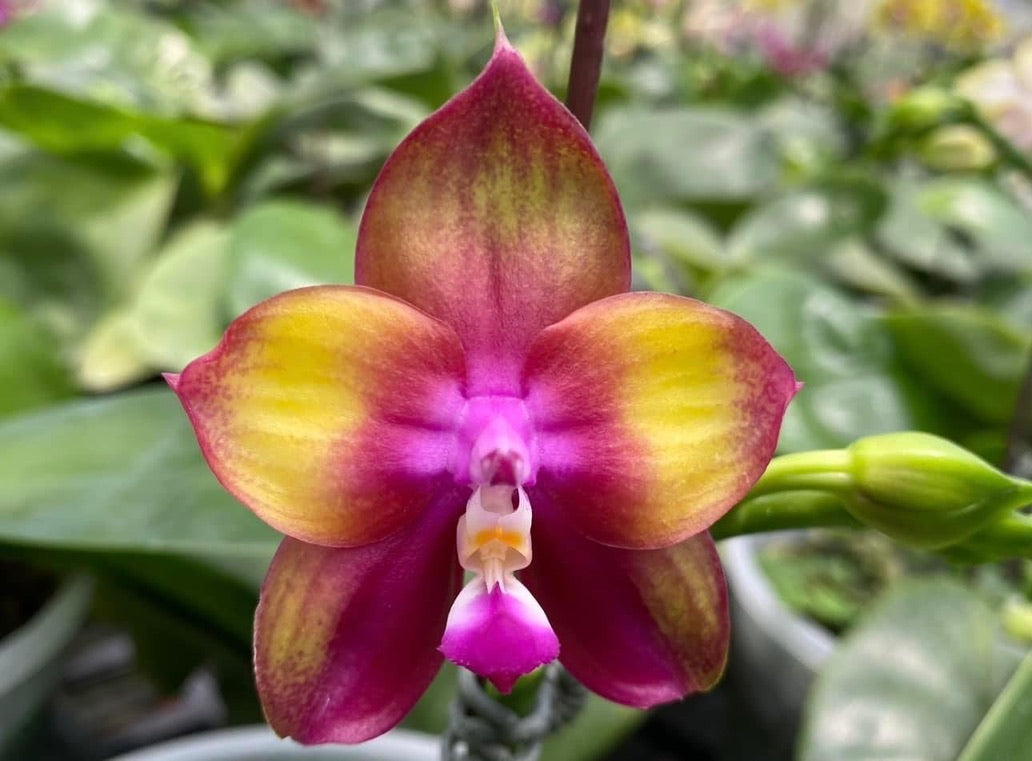 Phalaenopsis Mituo Love 'Rainbow' AM/AOS