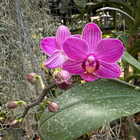 Phalaenopsis Mituo Vivien 240817 Flowering