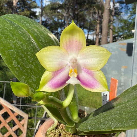 Phalaenopsis Mituo Reflex Dragon 'Lilac' 250509 Flowering