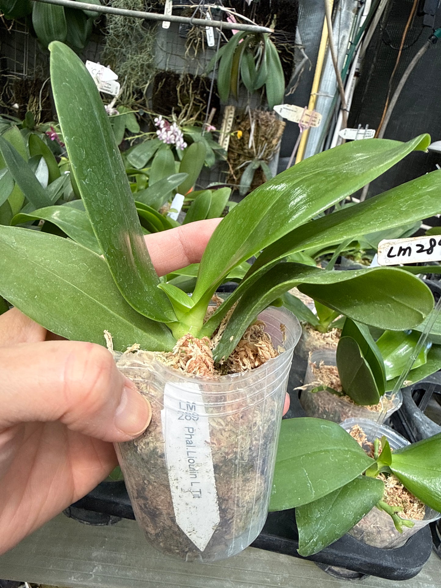 Phalaenopsis Lioulin L Tit - Clone