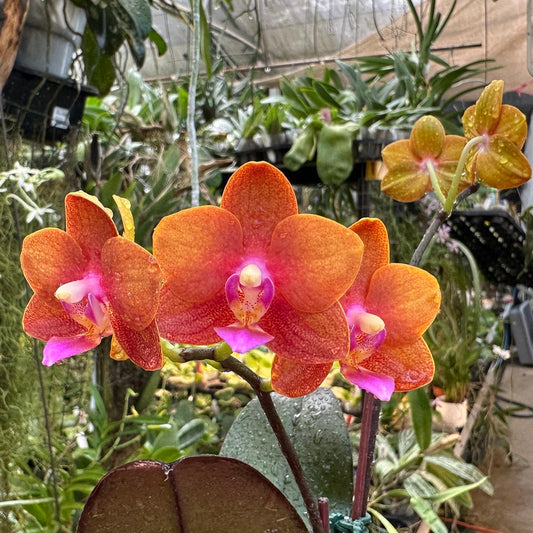 Phalaenopsis Charming Little Gold (clone)