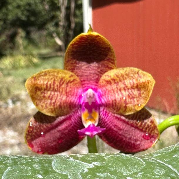 Phalaenopsis (Sogo Relex X Dragon Tree Eagle) 'Peter'