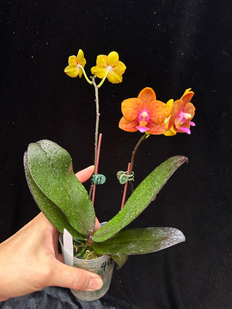 Phalaenopsis Charming Little Gold (clone)