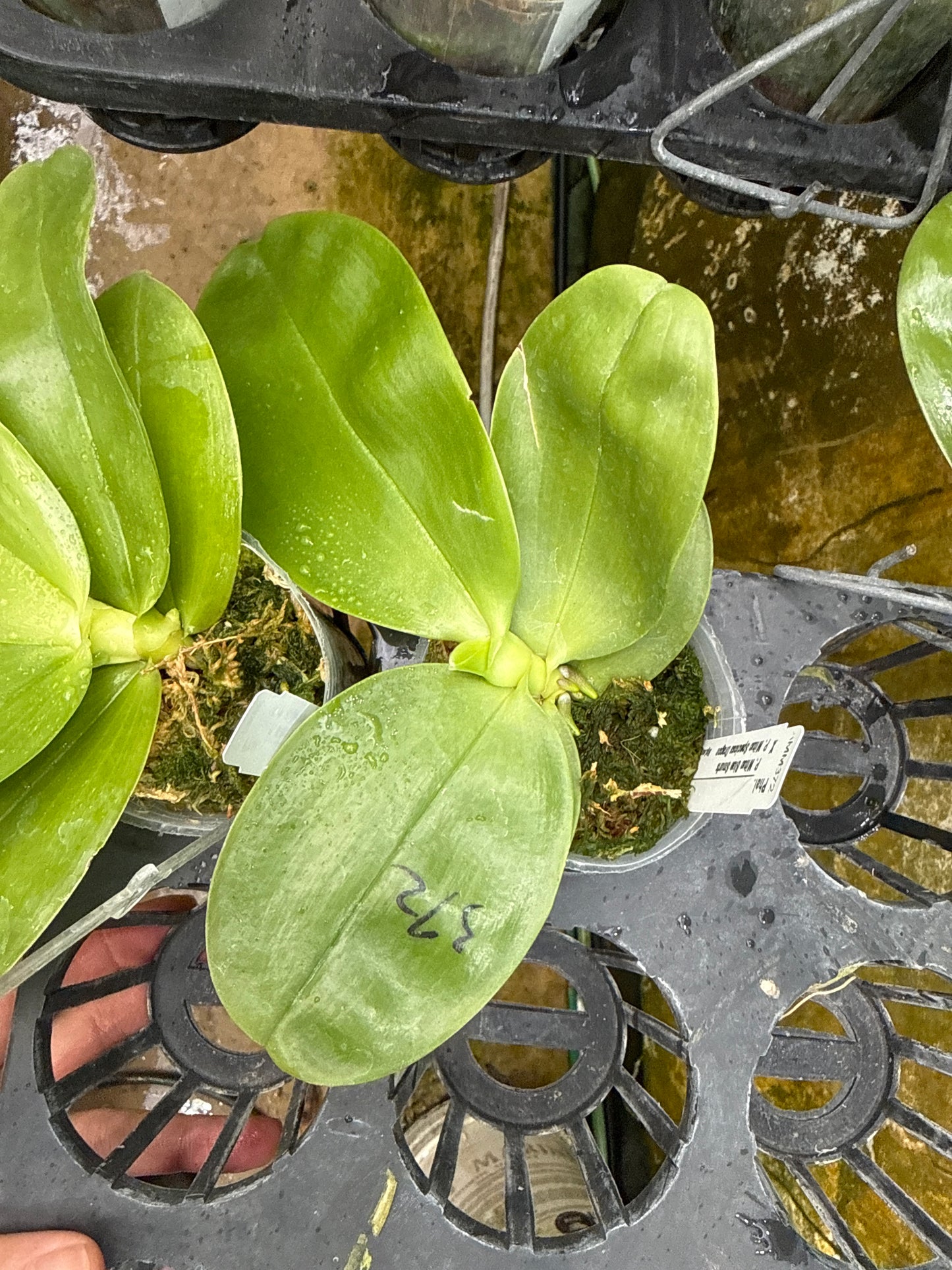 AMM372 (Mituo Blue Smurfs X Mituo Speciosa Dragon) - Seed Grown