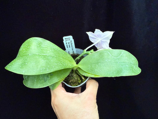 Phalaenopsis Germaine Vincent 'MC' (M625) 250509 Flowering