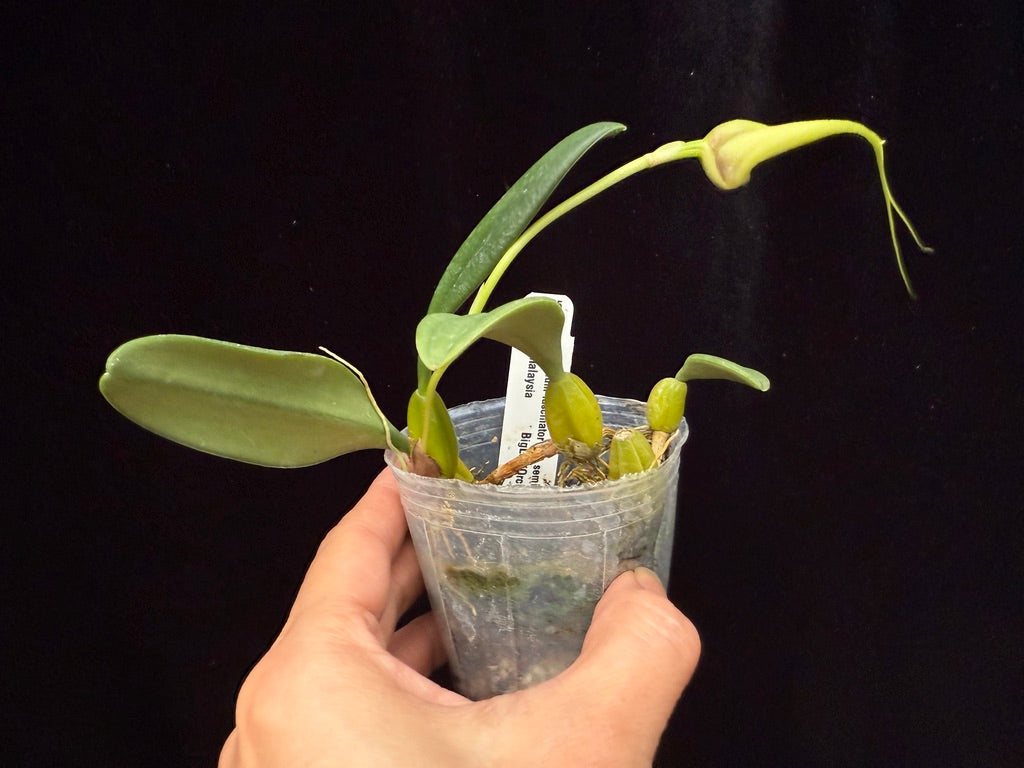 Bulbophyllum fascinator semi-alba