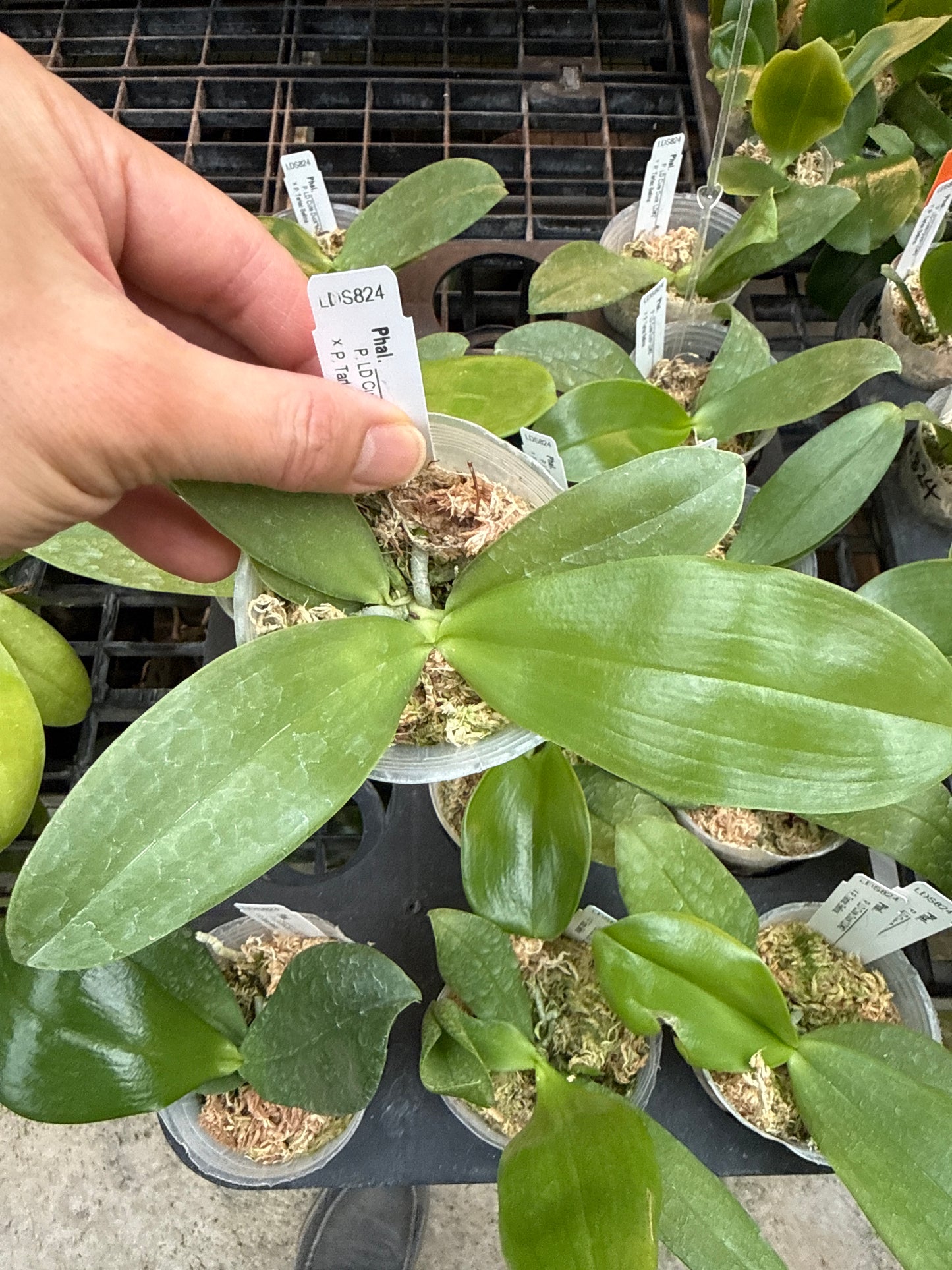 Phalaenopsis (LD Cute Duck 'LD#2' X Tarlac Bellina) - seed Grown