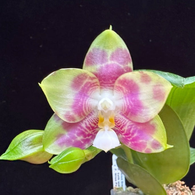 Phalaenopsis Mituo Dragon Star 240211 Flowering