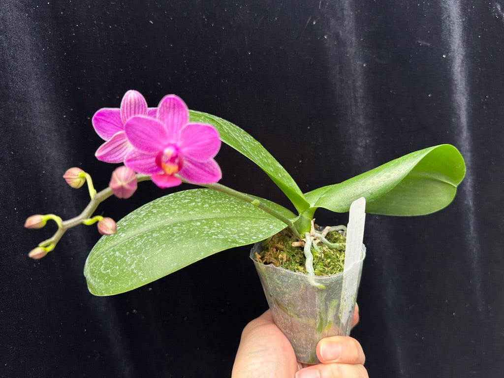 Phalaenopsis Mituo Vivien 240817 Flowering