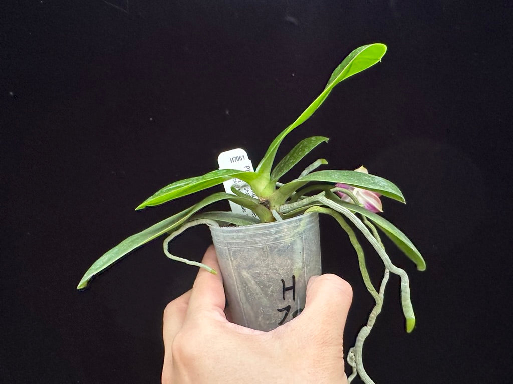 Phalaenopsis Zheng Min Atayal 230621