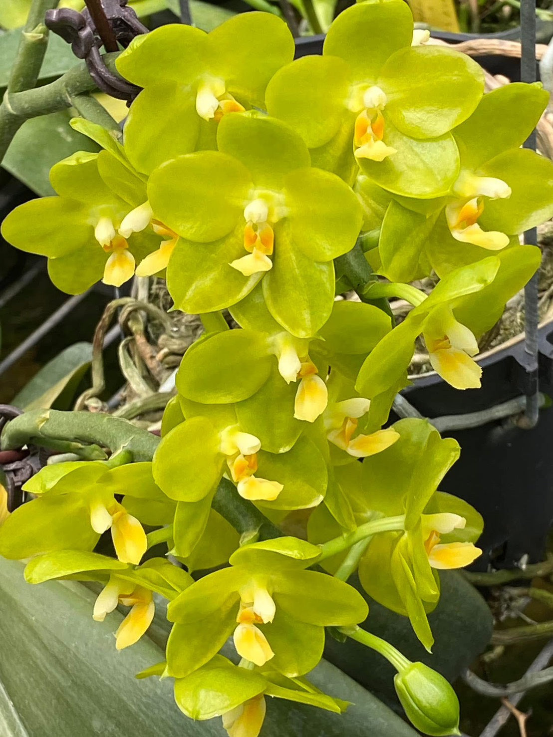 Phalaenopsis David Lim 'F10'
