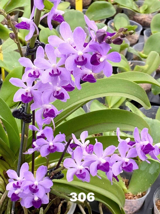 Rhynchonopsis Chienlung Sapphire 'LM306'