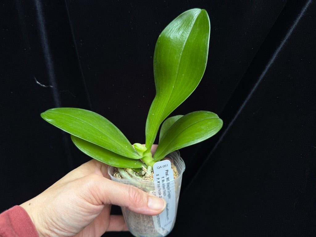 Phalaenopsis MS Magic Dragon, QA-051 - Seed Grown