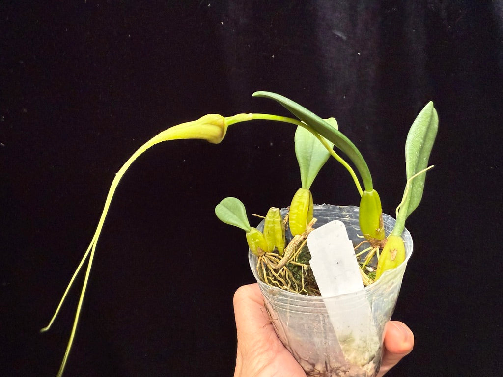 Bulbophyllum fascinator semi-alba