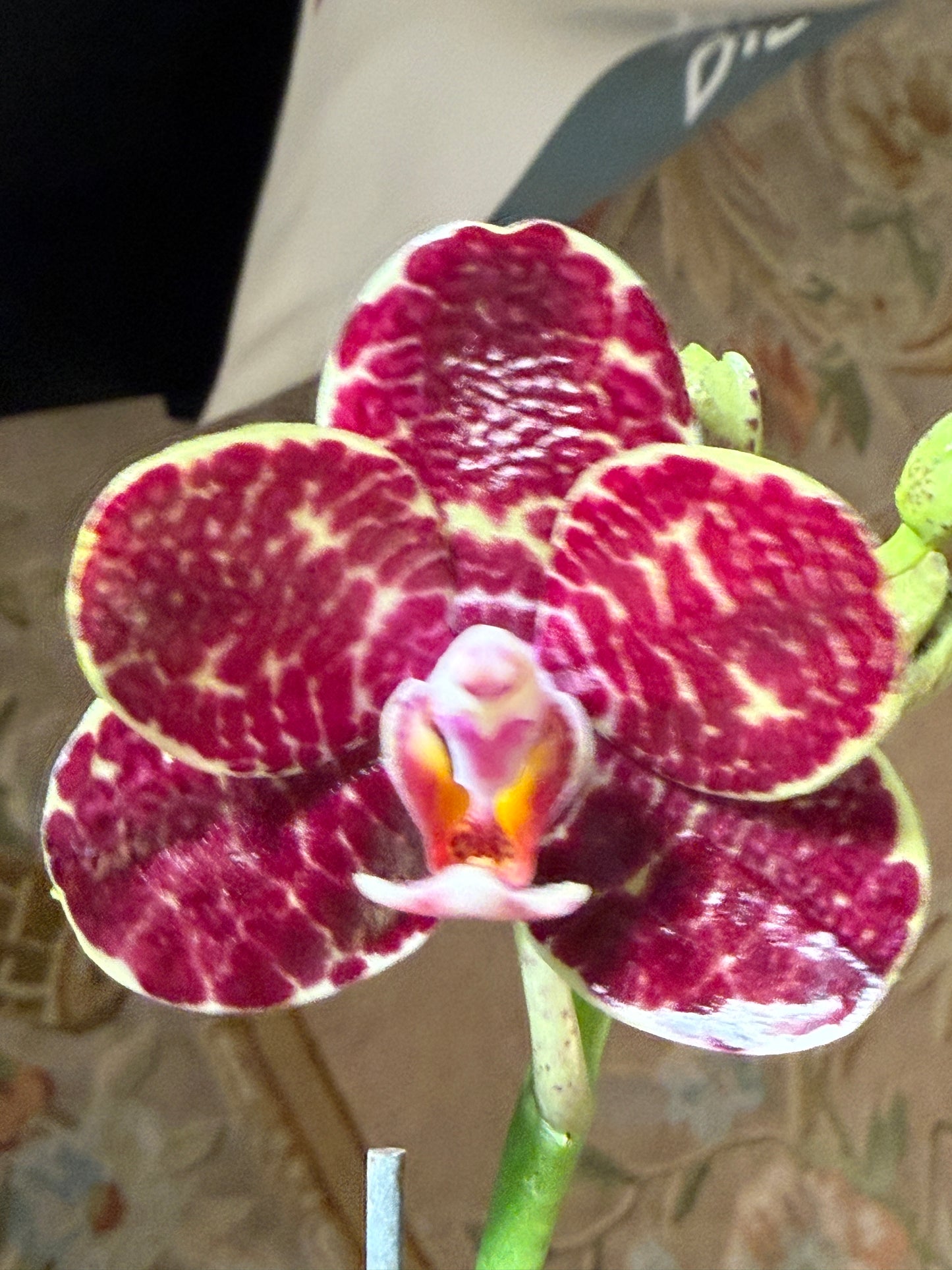 Phalaenopsis Mituo Silver Lining 'Blastoise' Spiking Budding