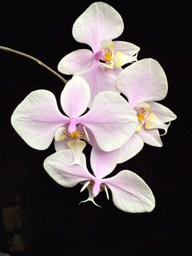 Phalaenopsis Rothschildiana 221108-2 Flowering