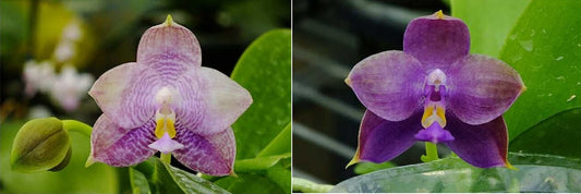 Phalaenopsis Freya's Blue Origin x LL Blue Family