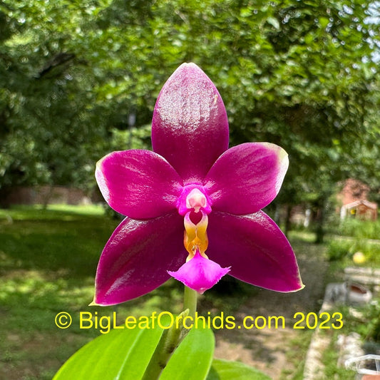 Phalaenopsis Yin's Meticulous Redpearl 230613 Flowering