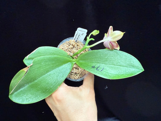 Phalaenopsis (Mituo Purple Dragon x Mituo Red Tiger) 250517 Flowering