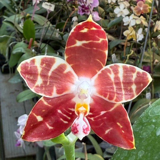 Phalaenopsis amboinensis 'Tai-Ger' Mature size