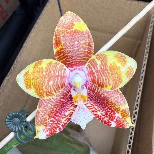 Phalaenopsis Smiley Katherine 'Wilson #2' Spiking