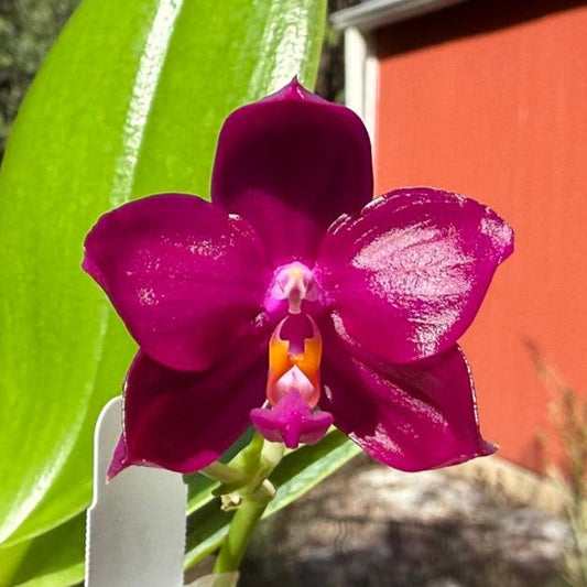 Phalaenopsis Pearl Super Coral 'Wilson'