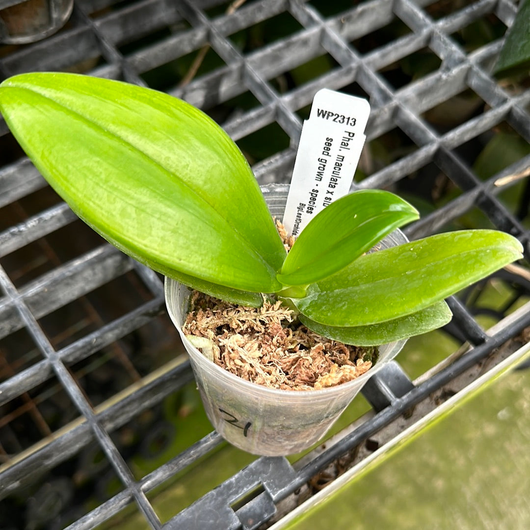 Phalaenopsis maculata x sib - Seedlings